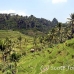 rice_ubud_h_0068_bal0883.jpg